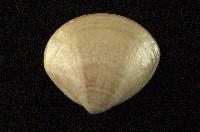 藏品(普通文蛤)的圖片